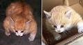 Video of ‘Bloated’ Cat Naer Goes Viral, But What is Happening?