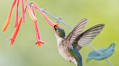 12 Best Vines for Hummingbirds That Are Easy to Grow