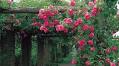 The Best Vines to Grow on Arches and Pergolas