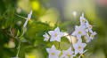 Here are ten of the best evergreen climbers that I am growing in my yard for year-round greenery, even during winter