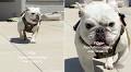 Dog Is an Absolute ‘Potato’ Walking Towards Owner in Funny Video