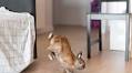Cat Siblings ‘Awkwardly Stare’ at Speedy Bunny’s Zoomies in Hilarious Video