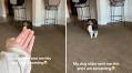 Woman Gets Sent Video From Dog Sitter, ‘Screaming’ at What She Sees