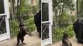 Dog has unexpected reaction to rainy day in hilarious video