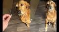‘It’s A Yes!’: Pet Dog’s Reaction To Engagement Ring Is The Funniest Video You’ll Watch Today