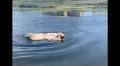 Mop Or Dog? Viral Video Of A Swimming Komondor Triggers Hilarious Online Guessing Game | WATCH