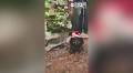 WATCH: Cute dog doesn't like his Christmas sweater, but still strikes his best pose for mom's picture