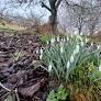 Country diary: Our patch of snowdrops is part of the family | Mark Cocker