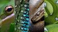 10 Ways to Improve Herp Photography for Beginners