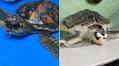 Exciting progress at Anglesey Sea Zoo for rescued turtles ‘Tonni’ and ‘Tally’
