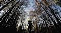 Yoga under a tree? How forest bathing, a Japanese routine, can help