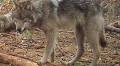 Red Cliff Tribe To Trap, Collar Wolves This Fall
