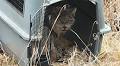 Colville Tribes and conservation partners relocate Canada lynx to Kettle Range