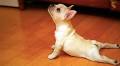 11 Hilarious Photos of Adorable Animals Doing Yoga