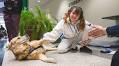 Tinker, EMU’s facilities dog, helps students reduce stress in “open paw-fice hours”
