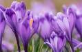 Gillian Bower Obituary