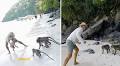 Aussie toddler and family attacked by monkeys on Thailand holiday
