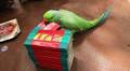 India's Cutest Astrologers Are These Lime-Green Birds