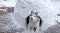 Couple Builds a Backyard Igloo for Their Beloved Siberian Husky With a Bad Back