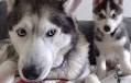 Watch The Moment A Handsome Husky Dad Meets His Son For The First Time