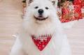 10 Most Famous Dogs On YouTube
