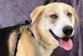 Big, handsome Gohan is looking for an active family to take him on outdoors adventures