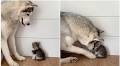 Big Husky Befriends Tiny Kitten After Short Staredown