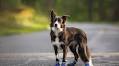 8 Best Dog Boots for Hot Pavements in 2025 – Reviews & Top Picks