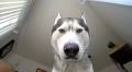 Yawning Husky Stares at His Sleeping Human Until He Wakes Up to Take Him Outside