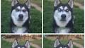 Husky Gives His Human Four Looks of Disappointment After Realizing She Didn't Actually Throw a Ball
