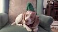 Laugh Out Loud: Maymo the Beagle vs. Christmas Costumes [Video]