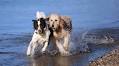 It's a Ruff Life — 10 Funny Dogs to Follow on TikTok and Instagram