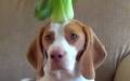 Watch Maymo the beagle balance 100 different fruit and veg on his head in 100 seconds in a youtube video