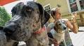 Animal House: Penny the Great Dane needs your help