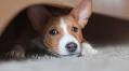 Holiday Stress: How to Keep Your Dog Calm During Fireworks