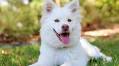 7 Best Sound Machines for Dogs with Anxiety