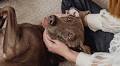 8 ways to prepare your anxious dog for fireworks