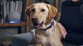 Alexa the pet whisperer: tips to keep pets calm with Amazon devices on Bonfire Night