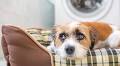 Natural Ways to Calm a Nervous Dog