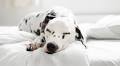 Dog owners are signing up fast to this pet separation anxiety technique