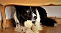 Is your dog scared of thunder? How to help your dog cope when it storms every day in Florida