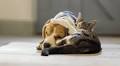 Listen to our playlist to keep pets calm during fireworks season