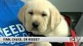 Boilermaker's Canine Ambassador Will Soon Have New Name; There's Still Time to Vote on Moniker