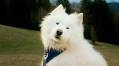 Nominate your pooch to be an Asics doggy influencer