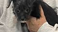 Pet of the Week: Lolli Awaits a Forever Home as Shelter Remembers Beloved Canine Ambassador Tess