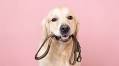 Pet company says your dog can earn $100 promoting CBD-infused peanut butter treats