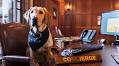 Ella the Canine Ambassador joins Oak Bay Beach Hotel as their newest employee