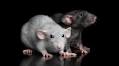 Rats Dream About the Future — Future Food