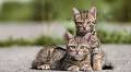 5 Tips for Helping Stray and Feral Cats During Summer