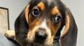 Four-legged detective: Panama City PD gets new K-9; residents to pick name on Facebook